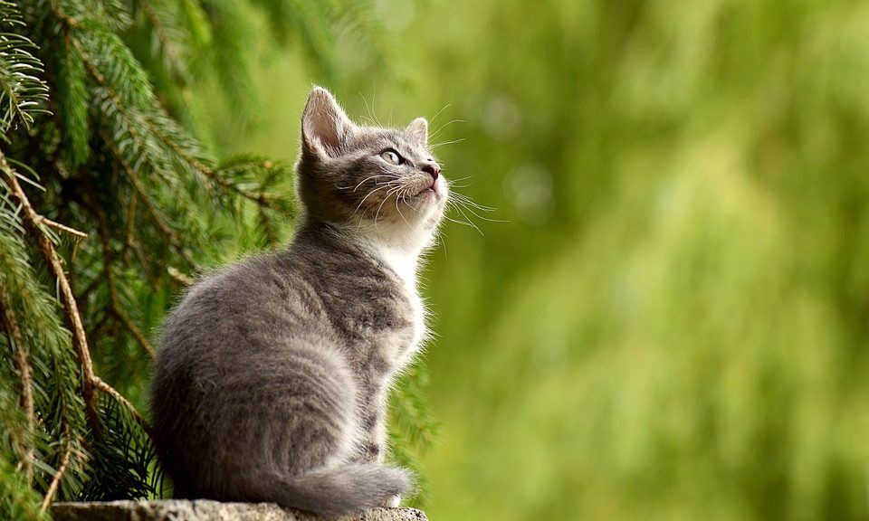 kucing2