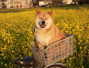 Maru the Shiba Inu