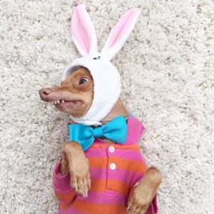 Tuna the Chiweenie