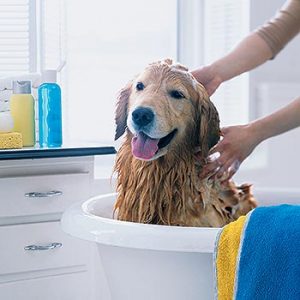dogs bath