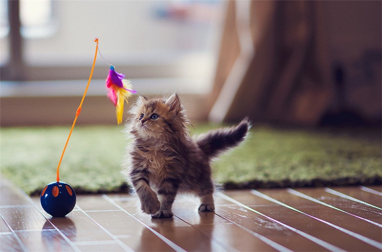 kucing bermain